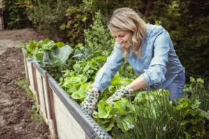 Tren edible landscaping yang bisa tambah nilai rumah
