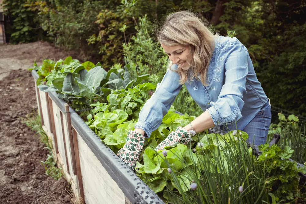 Tren edible landscaping tambah nilai rumah Ilustrasi edible landscaping untuk artikel Tren edible landscaping yang bisa tambah nilai rumah